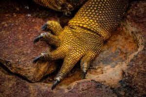 yellow and gray animal hand